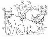 Caracal Coloring Cat Desert Wild Printable Pages Kittens Mother Version Color Click Online sketch template