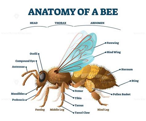 Based on the categories in the venn diagram, describe northern ireland in a way that. Anatomy of bee educational labeled body structure scheme