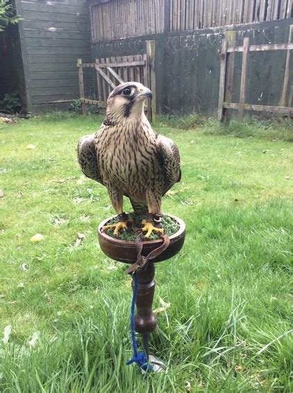 Imprint Tiercel Peregrine Falcon Buy Peregrine Falcon For Sale For Online