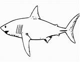 Sharks Megalodon Kolorowanki Rekin Rekiny Colorir Hammerhead Dzieci Tiburones Bestcoloringpagesforkids Imprimir Druku Adults Pobrania Clipartmag Tubar Wydrukowania sketch template