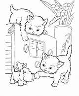 Cats Coloring Kittens Pages Printable Filminspector sketch template