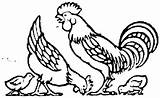 Gallo Gallina Pollitos Dibujo Hen Rooster Chickens Gallinas Gratis sketch template