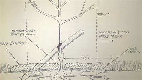 diagramroots  orchard project