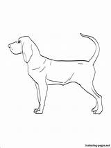 Bloodhound Coloring Pages Getcolorings Printable Getdrawings sketch template