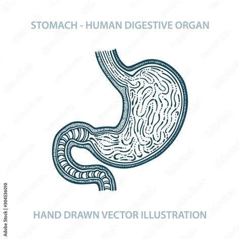 Stomach Hand Drawn Vector Illustration Human Stomach Anatomy Sketch
