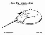 Crab Horseshoe Coloring Drawing Clipart Pages Color Paintingvalley Clipground Exploringnature Tattoo sketch template