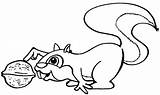 Squirrel Coloring Nut Pages Clipart Nuts Cute Drawing Drawings Clip Flying Eat Colouring Gif Wins Poster Last National Library sketch template