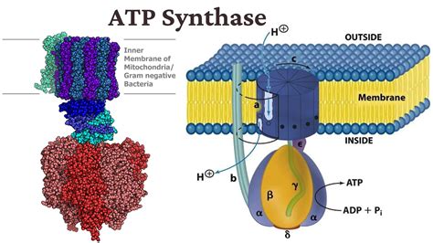 intriguing facts  atp synthase factsnet