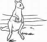 Coloring Kangaroo Pages Printable Kangaroos Baby Kids Mother Pouch Drawing Silhouettes Bestcoloringpagesforkids sketch template