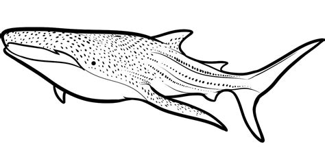 shark coloring pages  print coloring home