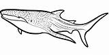 Shark Whale Coloring Pages Clipart Drawing Megalodon Line Draw Print Printable Template Sharks Drawings Step Cool Sperm Kids Color Whales sketch template