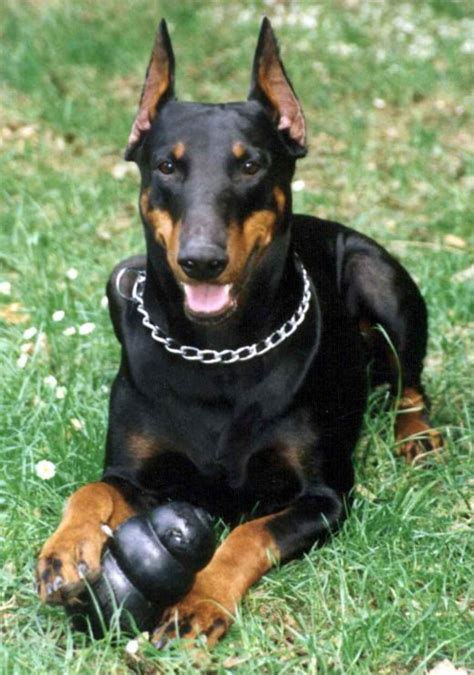 doberman pinscher pet dogs fun animals wiki  pictures stories