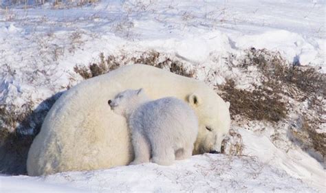 adorable baby polar bear photography baby polar bears animals baby