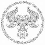 Taurus Bull Designlooter sketch template