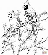 Coloring Red Cardinals Pages Two Printable Drawing sketch template
