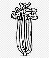 Apio Celery sketch template