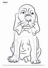 Bloodhound Drawingtutorials101 Puppies sketch template
