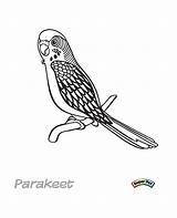 Parakeet Unclebills sketch template