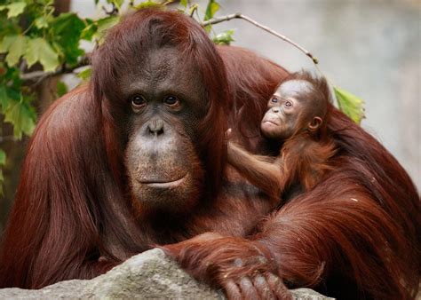 endangered orangutan brutally slaughtered hacked  pieces   eaten  men  indonesia