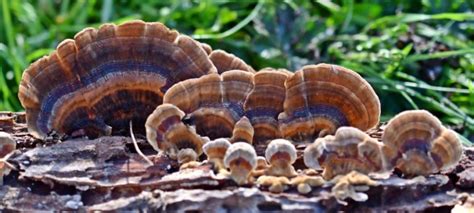a complete guide to turkey tail mushrooms grocycle