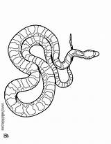 Schlange Schlangen sketch template