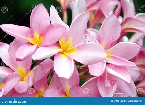 pink frangipani plumeria spa flowers stock photo image  organic