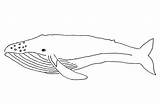 Whale Coloring Pages Kids Printable Animal 2156 June Posted Size sketch template