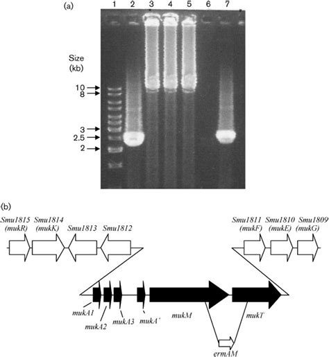 A Pcr Amplification Using Scnk And Scnf Primers Lane 1 Is The