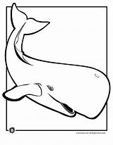 Whale Coloring Pages Kids Color Orca Whales Printable Killer Clipart Beluga Cartoon Shamu Sperm Animal Cliparts Clip Animals Print Book sketch template