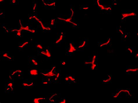 good antibody  enhance red endogenous reporter fluorescence biocompare antibody review