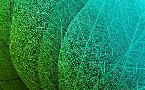 abstract design green leaves closeup preview wallpapercom