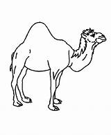 Camel Animals Coloring Pages Hump Clipart Color Single Animal Kids Wild Desert Cliparts Cartoon Template Book Clip Colouring Printable Camels sketch template