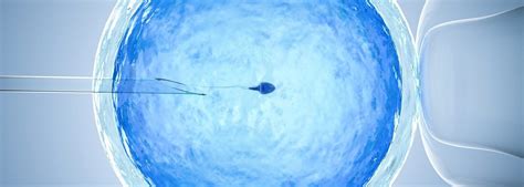 differences between in vitro fertilisation ivf and intrauterine