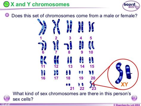 Ks4 Chromosomes Genes And Dna