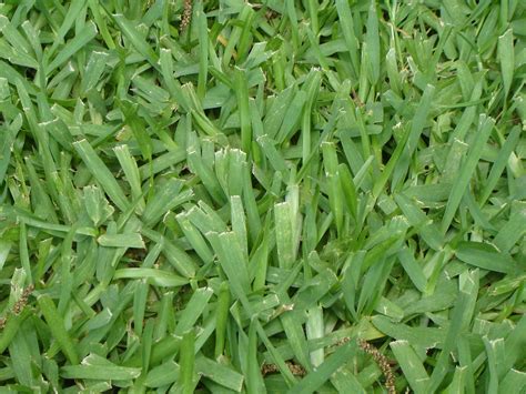 types  grass