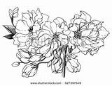 Blossom Apricot Exotic Flower Designlooter Tulips sketch template