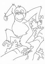 Coloring Pages Chimpanzee Orangutan Dancing Printable Chimp Kids Last Books Visit Getcolorings Comments Bestcoloringpages sketch template