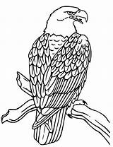 Adler Ausmalen Malvorlage Vogel Zeichnen Greifvogel Zeichnungen Vögel Schnitzen Colorear Falke Erwachsene Kostenlose Boyama Wald Raubvogel Drache Schablonen Aves Aguila sketch template