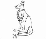 Kangaroo Templates Template Coloring Animal Printable Premium Babies sketch template
