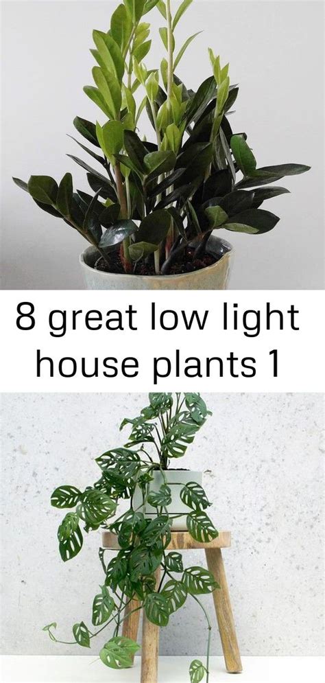 8 Great Low Light House Plants 1 Low Light House Plants