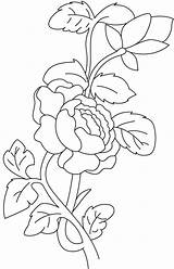 Begonia Coloring Plant Pages Bestcoloringpages Flower Kids sketch template