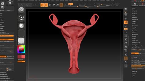 Tutorial 3d Model Vagina Cross Section 3d Sculpt And Painting In Zbrush