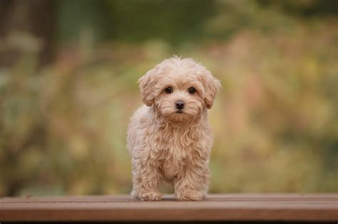 maltipoo puppy complete guide  caring breed expert