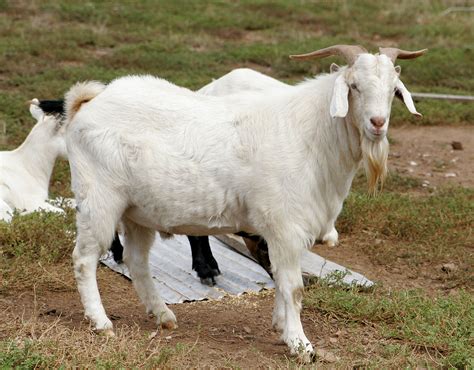 animals pictures goat