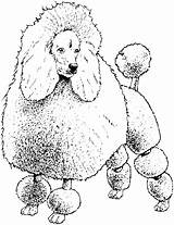 Coloring Poodle Pages Dog Drawing Toy Colouring Poodles Printable Book French Color Breed Sheet Getcolorings Pag Head Vector Drawings Paintingvalley sketch template