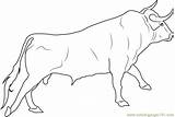Bull Coloring Pages Spanish Bucking Printable Fighting Bulls Color Outline Ox Kids Realistic Draw Sheets Drawings Ongole Coloringpages101 Getcolorings Print sketch template