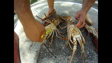 how to determine male and female florida lobster in hd youtube