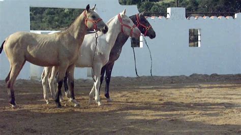 caballos potros  ano hlaen venta financiacionimpresionantes