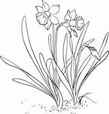 Daffodil Colorat Flori Narzisse Narcise Narcissus Planse Ausmalbilder Primavara Malvorlagen Malvorlage Narcisa Desene Jonquille Ausmalen Imagini Coloriage Interferente Creion Daffodils sketch template