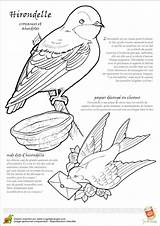 Hirondelle Oiseau Legende Oiseaux Hugolescargot Bec Aubry Hirondelles Séverine Enfants sketch template